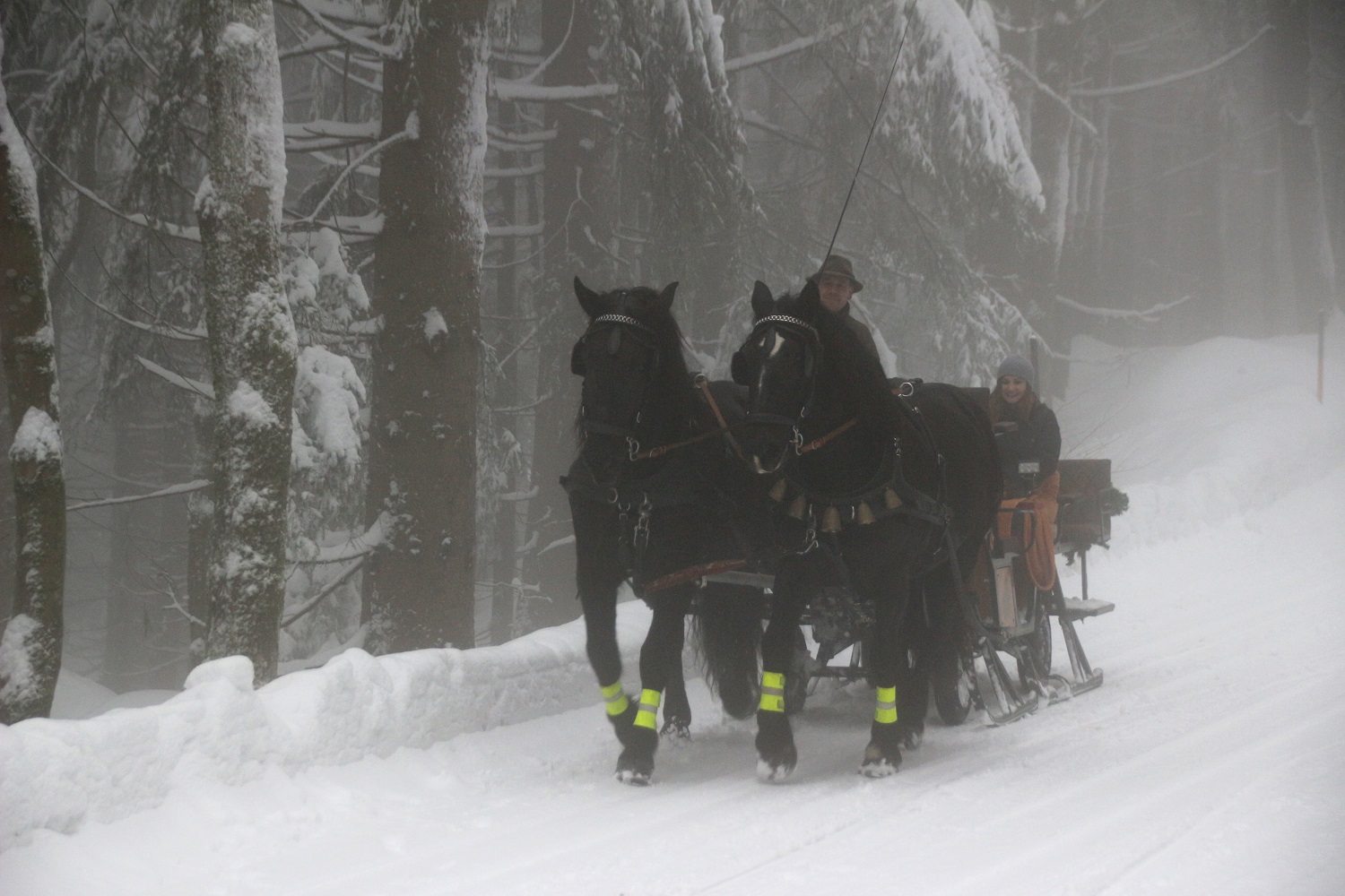 Rasante Kutschenfahrt durch den verschneiten Böhmerwald - INNs HOLZ
