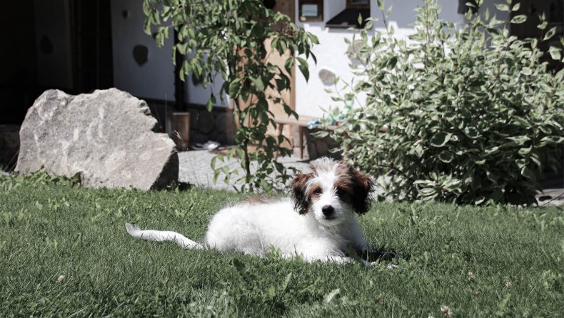 INNs HOLZ Urlaub mit Hund im Sommer INNs HOLZ Urlaub mit Hund im Sommer