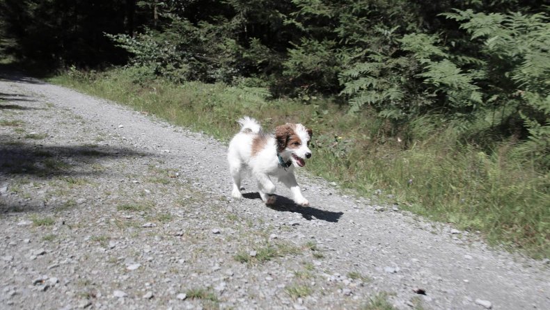 Winterurlaub mit Hund im INNs HOLZ